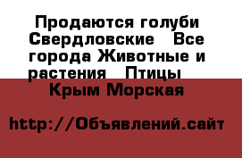 Продаются голуби Свердловские - Все города Животные и растения » Птицы   . Крым,Морская